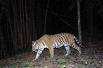 นักอนุรักษ์สำรวจพบเสือโคร่งในอุทยานแห่งชาติเฉลิมรัตนโกสินทร์