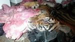 Tiger in Pieces Seized on Mae Sot – Tak Highway