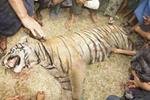 เสือถูกยิงตายหลังออกทำร้ายชาวบ้านในพม่า