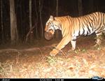 เสือโคร่งไทยถูกยิงตายในประเทศพม่า