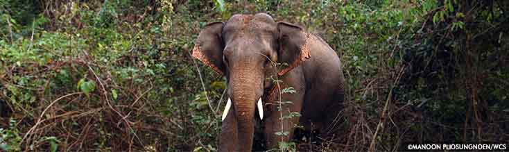 Asian Elephant