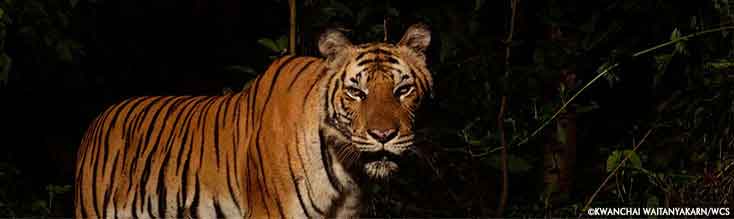 Tiger and Prey